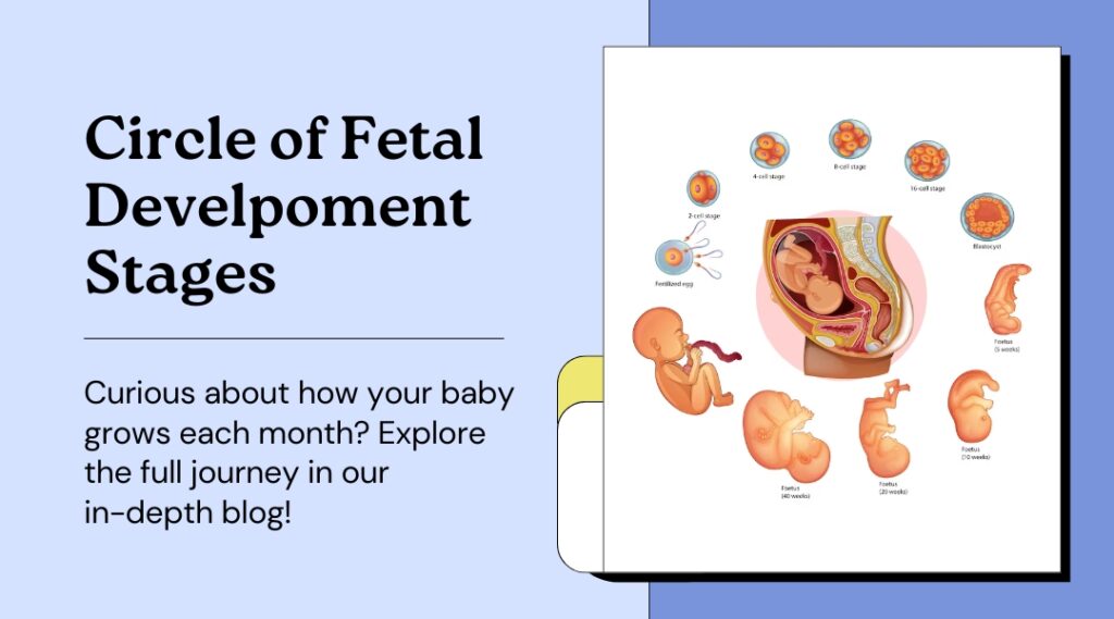 stages of fetal development